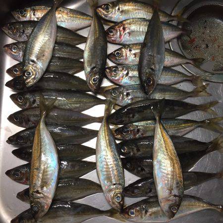 北淡路アジング！