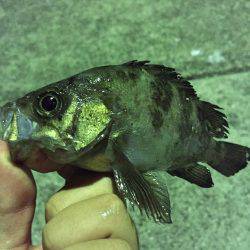 デイ鯵~ナイト眼張