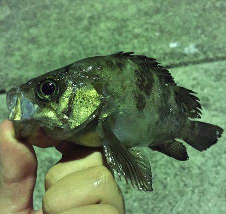 デイ鯵~ナイト眼張