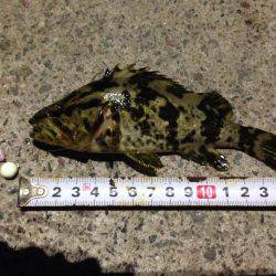 りんくう 橋の下