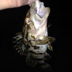 アジングのはずが…