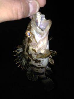 アジングのはずが…