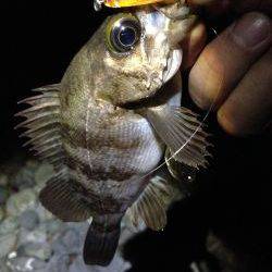 やっと春が来た