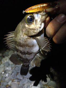 やっと春が来た