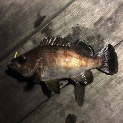 南港メバリング