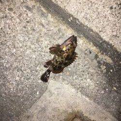 北風が冷たいよ