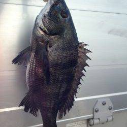 バチよりもベイト