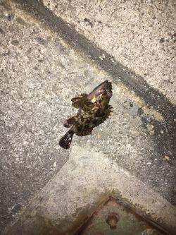 北風が冷たいよ