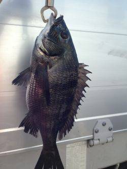 バチよりもベイト