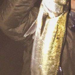 一時間だけの釣行