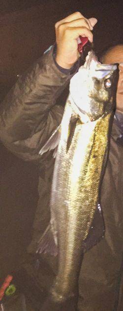 一時間だけの釣行