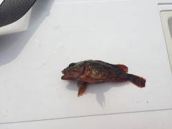 チビガッシー祭