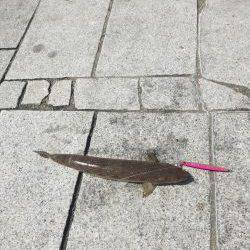 青物狙いが、、、