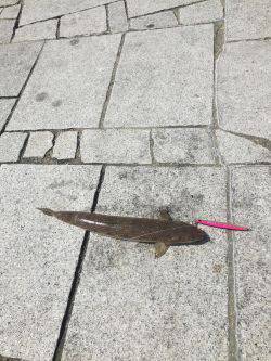 青物狙いが、、、