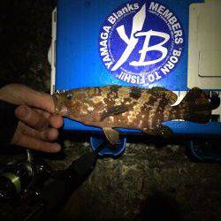 なかなか良かったけどアジは留守でした