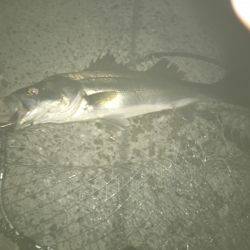 ゆうマズメ狙い的中