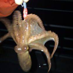 メバリングのち