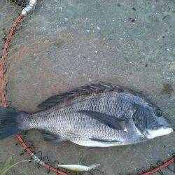 こつこつランガン！