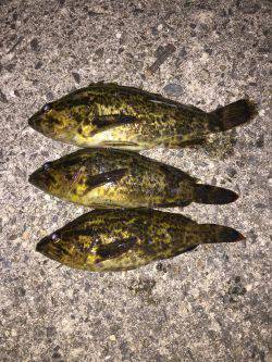 爆風、凪、タケノコメバル