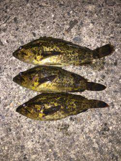 爆風、凪、タケノコメバル