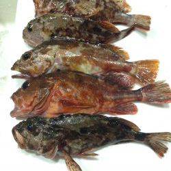 ガッシー釣ったぞー