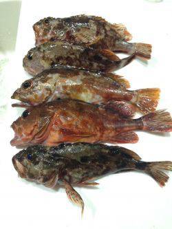 ガッシー釣ったぞー