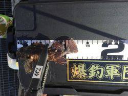 郵便局周辺で釣りをする（笑）。