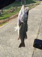 武庫川シーバス