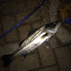 サイズUPは難しいです…。