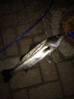 サイズUPは難しいです…。