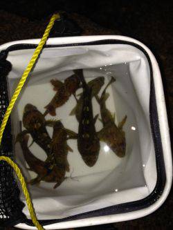 ロックプラッキング