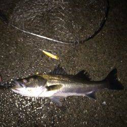 バチはまだかな？