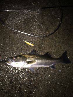 バチはまだかな？