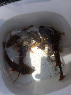 ガシガシガッシーず‼︎