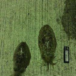 狙うなら暗くなるまで!?