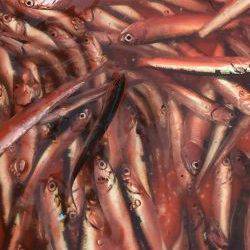 イワシフィーバー