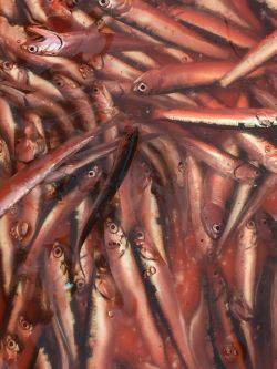 イワシフィーバー