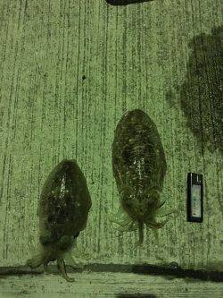 狙うなら暗くなるまで！？