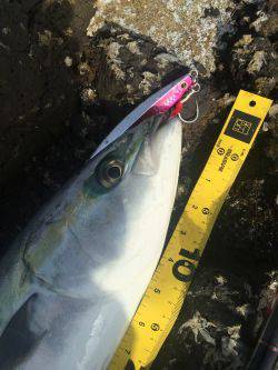 ハマチが釣れました
