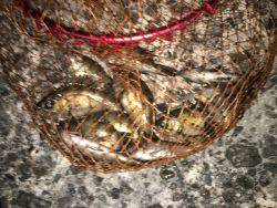 アジ狙いでしたが………σ^_^;