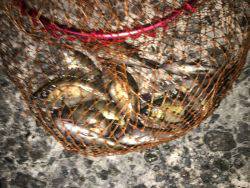 アジ狙いでしたが………σ^_^;