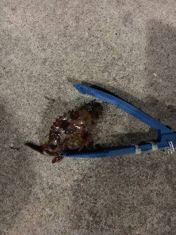 おニューロットなんですがー