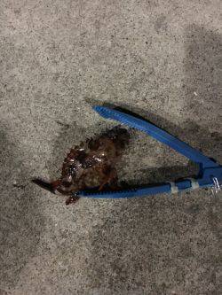 おニューロットなんですがー