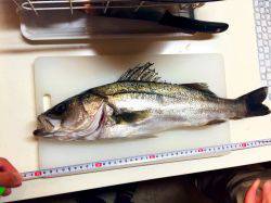 アジ飲ませでお土産確保