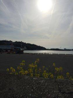 水軒でビックなチヌ！