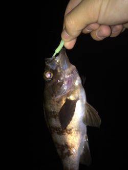 自己ベストメバル！！