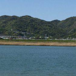 久し振りのマゴチ