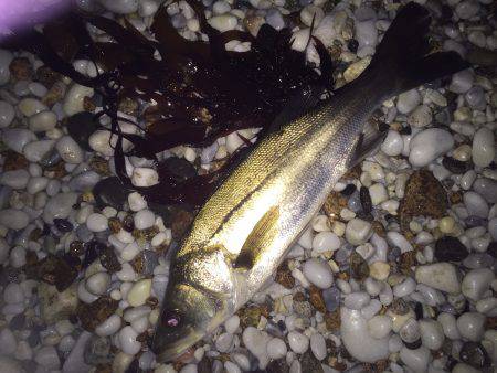 ライトライトライト