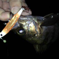 今宵もプラグ縛り