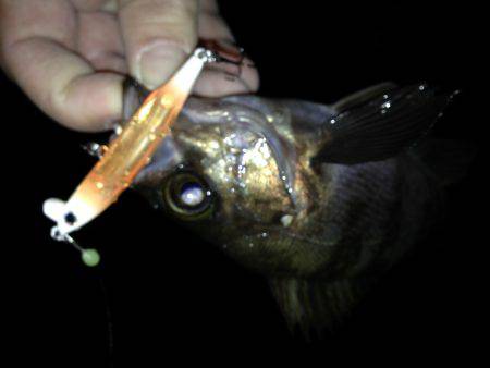 今宵もプラグ縛り